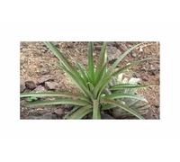 Pezzi - 10x Bromelia Pinguino - Selvaggia Ananas Commestibili Frutti Piante - Seme ID1743 - Seeds & Plants Shop by Ipsa