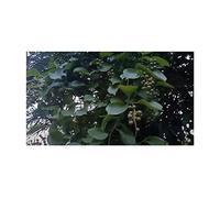 Pezzi - 10x Celastrus Paniculatus Jyotishmati Giardino Piante - Seme ID1182 - Seeds & Plants Shop by Ipsa
