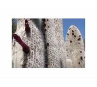 Pezzi - 10x Cleistocactus Strausii - Silberkerzenkaktus Cactus Piante - Seme ID1755 - Seeds & Plants Shop by Ipsa