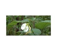 Pezzi - 10x Clitoria Macrophylla Bianco Cespuglio Giardino Piante - Seme ID1207 - Seeds & Plants Shop by Ipsa