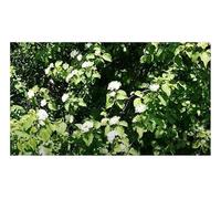 Pezzi - 10x Cornus Sanguinea Rossi Corniolo Cespuglio Giardino Piante - Seme B465 - Seeds & Plants Shop by Ipsa