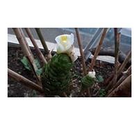 Pezzi - 10x Costus Dubius Africano Zenzero a Spirale Giardino Piante - Seme ID472 - Seeds & Plants Shop by Ipsa