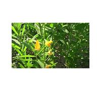 Pezzi - 10x Crotalaria Juncea Indiano Cespuglio Giardino Piante - Seme ID1232 - Seeds & Plants Shop by Ipsa
