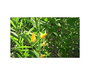 Pezzi - 10x Crotalaria Juncea Indiano Cespuglio Giardino Piante - Seme ID1232 - Seeds & Plants Shop by Ipsa