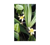 Pezzi - 10x Curculigo Orchioides più di un Anno Giardino Piante - Seme ID877 - Seeds & Plants Shop by Ipsa