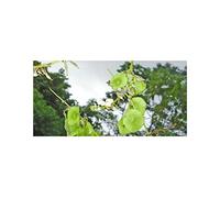 Pezzi - 10x Desmodium Purpusii Perenne Giardino Piante - Seme ID1252 - Seeds & Plants Shop by Ipsa