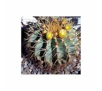 Pezzi - 10x Ferocactus Glaucescens Cactus Polsterbildende Wuchsform Semi Freschi ID1678 - Seeds & Plants Shop by Ipsa