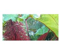 Pezzi - 10x Gunnera Insignis più di un Anno Giardino Piante - Seme ID995 - Seeds & Plants Shop by Ipsa