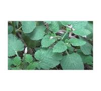 Pezzi - 10x Heliotropium Indicum Indiano Eliotropio Giardino Piante - Seme B1115 - Seeds & Plants Shop by Ipsa