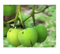 Pezzi - 10x Jatropha Curcas Purgiernuss Cespuglio Albero Piante - Seme ID119 - Seeds & Plants Shop by Ipsa