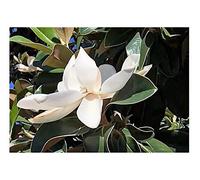 Pezzi - 10x Magnolia Grandiflora Giardino Piante - Seme B2162 - Seeds & Plants Shop by Ipsa