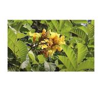 Pezzi - 10x Markhamia Lutea Nilo Tulip Giardino Piante - Seme B1339 - Seeds & Plants Shop by Ipsa