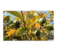 Pezzi - 10x Psidium Guajava Ecuador Guava Albero Cespuglio Giardino Piante - Seme ID155 - Seeds & Plants Shop by Ipsa