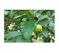 Pezzi - 10x Psidium Guajava Vero Guava Frutto Frutta Albero Giardino Pflanzen-Samen ID156 - Seeds & Plants Shop by Ipsa