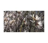 Pezzi - 10x Retama Monosperma Bianco Ginstra Giardino Piante - Seme ID1541 - Seeds & Plants Shop by Ipsa