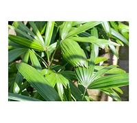 Pezzi - 10x Rhapis Excelsa Taiwan Steckenpalme Giardino Piante - Seme ID434 - Seeds & Plants Shop by Ipsa