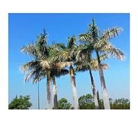 Pezzi - 10x Roystonea Regia Palma Reale Cubana Piante - Seme ID161 - Seeds & Plants Shop by Ipsa