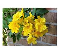 Pezzi - 10x Tecoma Stans Giallo Fiori a Trmba Cespuglio Piante - Seme ID191 - Seeds & Plants Shop by Ipsa