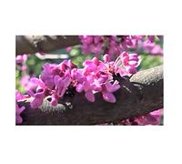 Pezzi - 15x Cercis Canadensis Canadese Albero di Giuda Piante - Seme B1962 - Seeds & Plants Shop by Ipsa