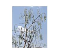 Pezzi - 15x Moringa Oleifera Albero Del Rafano Piante - Seme A105 - Seeds & Plants Shop by Ipsa