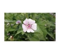 Pezzi - 180x Vero Marshmallow - Althaea Officinali Piante Perenni Giardino Piante - Seme K14 - Seeds & Plants Shop by Ipsa