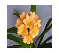 Pezzi - 1x Clivia Cameron Peach Gideon Botha Fiori Piante - Seme B954 - Seeds & Plants Shop by Ipsa