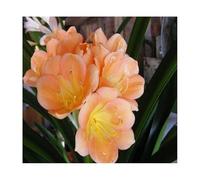 Pezzi - 1x Clivia Miniata Cameron Albicocca Giardino Fiori Piante - Seme B964 - Seeds & Plants Shop by Ipsa