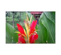 Pezzi - 20x Canna Indica Fioi Indiani Perenne Piante - Seme HW2 - Seeds & Plants Shop by Ipsa