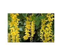 Pezzi - 20x Maggiociondolo Alpinum Albero Giardino Piante - Seme ID1400 - Seeds & Plants Shop by Ipsa