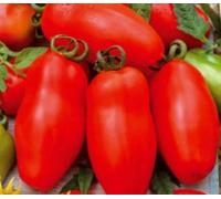 Pezzi - 20x Pomodori San Marzano 3-Tomaten Seme Verdure Giardino KS459 - Seeds & Plants Shop by Ipsa
