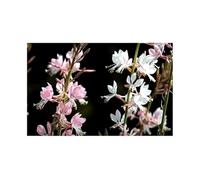 Pezzi - 25x Candela Gloria The Bride Gaura Lindheimerii Semi Giardino Piante - Seme K40 - Seeds & Plants Shop by Ipsa