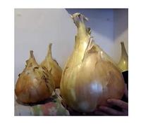 Pezzi - 25x Cipolla The Kelsae- Cipolle Verdure Piante - Seme KS499 - Seeds & Plants Shop by Ipsa