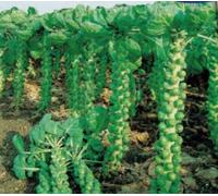 Pezzi - 30x Cavoletti Rotader-Rosenkohl Seme Verdure KS454 - Seeds & Plants Shop by Ipsa