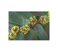 Pezzi - 30x Euphorbia Hirta un Anno Giardino Piante - Seme ID1322 - Seeds & Plants Shop by Ipsa