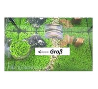 Pezzi - 30x Glossostigma Elatinoides Grande Tipi Zungenblatt Acquario Pflanzen-Samen A113 - Seeds & Plants Shop by Ipsa