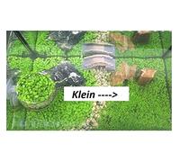 Pezzi - 30x Glossostigma Elatinoides Piccolo Tipi Zungenblatt Acquario Pflanzen-Samen A76 - Seeds & Plants Shop by Ipsa