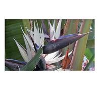 Pezzi - 3x Strelitzia Nicolai Baumstrelizie Giardino Piante - Seme B303 - Seeds & Plants Shop by Ipsa