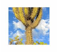 Pezzi - 5x Browningia Viridis Cactus Commestibili Frutti Marmellata Piante - Seme ID1741 - Seeds & Plants Shop by Ipsa