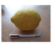 Pezzi - 5x Grande Limone F1 Lunario Limone Frutta Piante - Seme #241 - Seeds Plants Shop Samenbank Pfullingen Patrik Ipsa