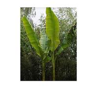 Pezzi - 5x Musa Sikkimensis Banana Darjeeling Frutta Piante - Seme B1805 - Seeds & Plants Shop by Ipsa