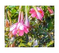 Pezzi - 5x Passiflora Tarminiana Giardino Piante - Seme ID1502 - Seeds & Plants Shop by Ipsa