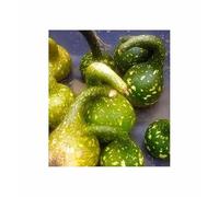 Pezzi - 5x Siceraria Lagenaria Cigno Maculato Zucca - Seme Zucca KS562 - Seeds & Plants Shop by Ipsa