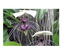 Pezzi - 5x Tacca Integrifolia Fiore Pipistrello Viola Piante - Seme B334 - Seeds & Plants Shop by Ipsa