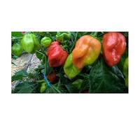 Pezzi - 5x Tropicale Red Habanero Cili Semina Sementi Cucina Giardino PW214 - Seeds & Plants Shop by Ipsa
