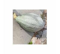 Pezzi - 5x Zucca Hubbard Larga Blue - Zucca Semi Verdure KS583 - Seeds & Plants Shop by Ipsa