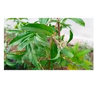 Pezzi - 60x Eclipta Prostrata Margherita Giardino Piante - Seme ID97 - Seeds & Plants Shop by Ipsa