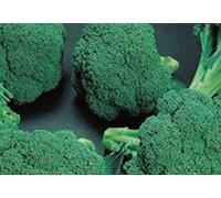 Pezzi - 65x Broccoli Premium Crop F1 Brassica Oleracea Seme Verdure K98 - Seeds & Plants Shop by Ipsa