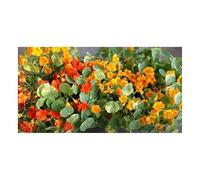 Pezzi - 8x Nasturzio Nova Zembla Pendenti Einzelblumig Giardino Piante Seme KS231 - Seeds & Plants Shop by Ipsa
