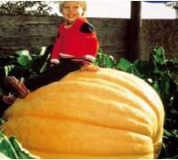 Pezzi - 9x Zucca Atlantico Gigante Zucca Cucurbita Maxima Verdure Piante - Seme K422 - Seeds & Plants Shop by Ipsa