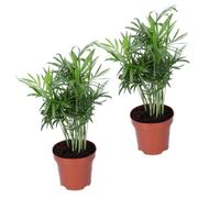 Pflanze Plus | Palma da montagna (Chamaedorea elegans) | Lotto da 2 piante | Pianta da interno facile da curare